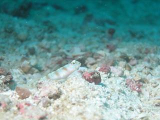 Red Margin Shrimp Goby