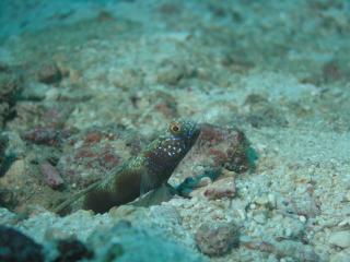 Black Shrimp Goby