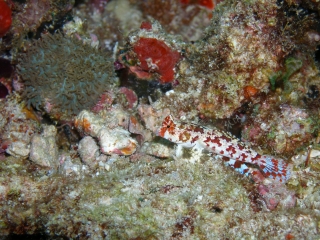 Starry Dragonet