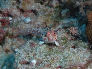 Starry Dragonet