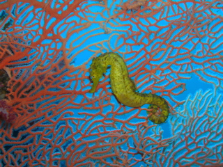 Tiger tail seahorse