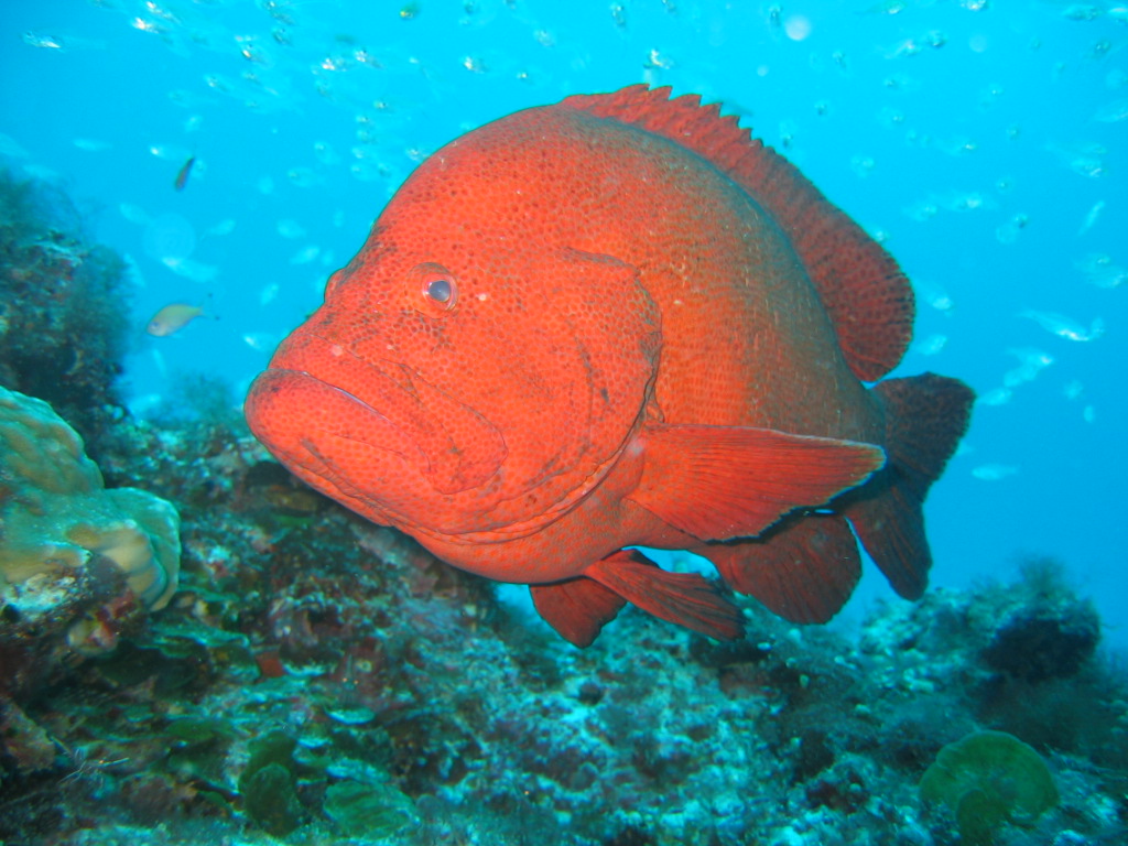 Diving Record